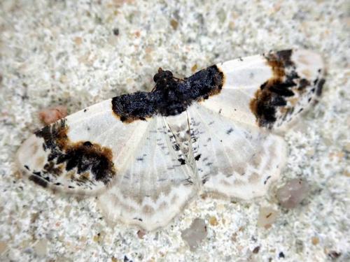 Réf. 256 862 : Ligdia adustata